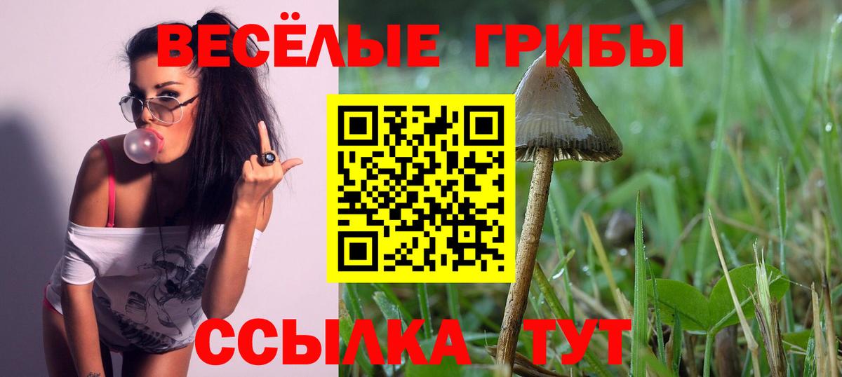 Кизилюрт  Галлюциногенные грибы Cubensis  Вход с VPN 